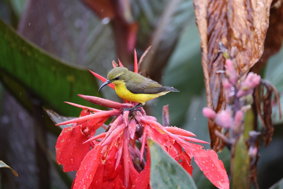 Sahul Sunbird - ML643869327