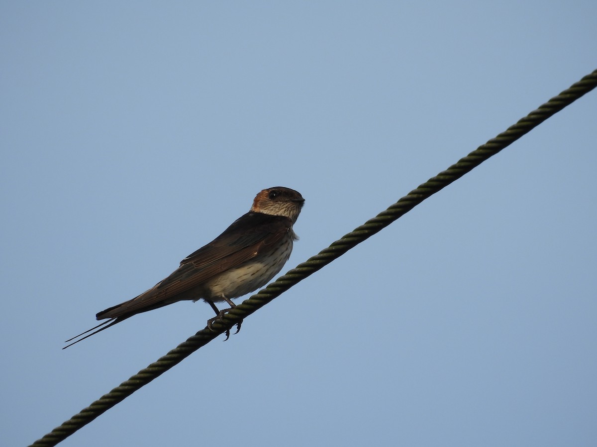 Eastern Red-rumped Swallow (Daurian) - ML643869340