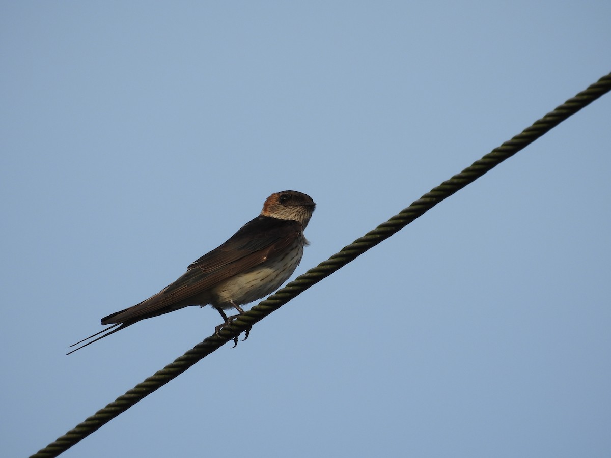 Eastern Red-rumped Swallow (Daurian) - ML643869341