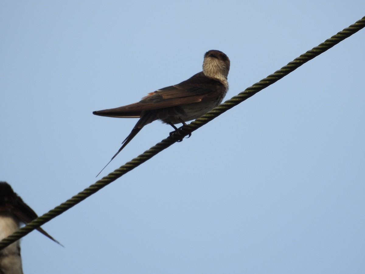Eastern Red-rumped Swallow (Daurian) - ML643869342