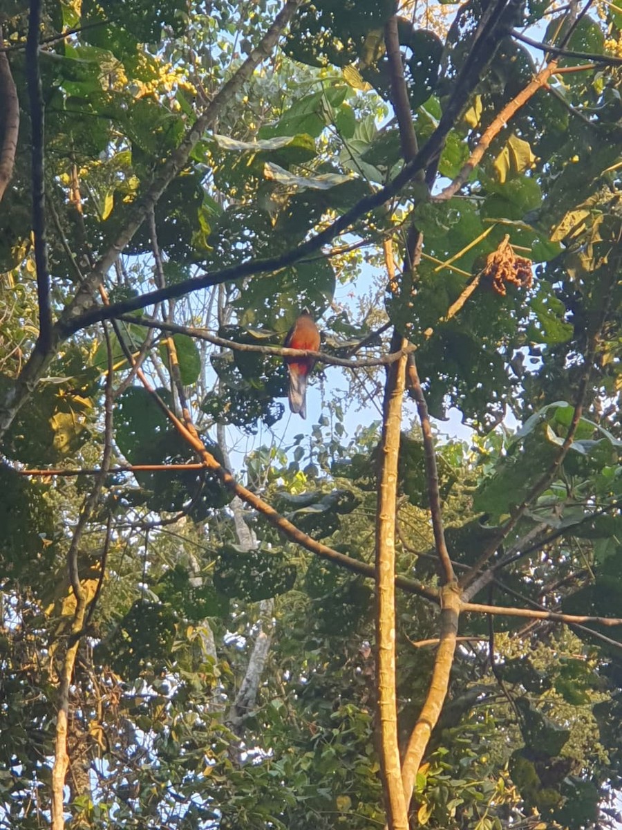 Bar-tailed Trogon - ML643869389