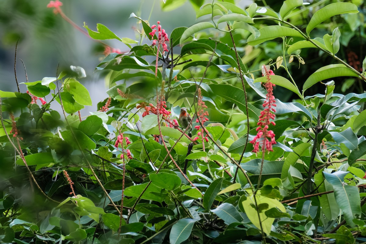 Crimson Sunbird - ML643869400