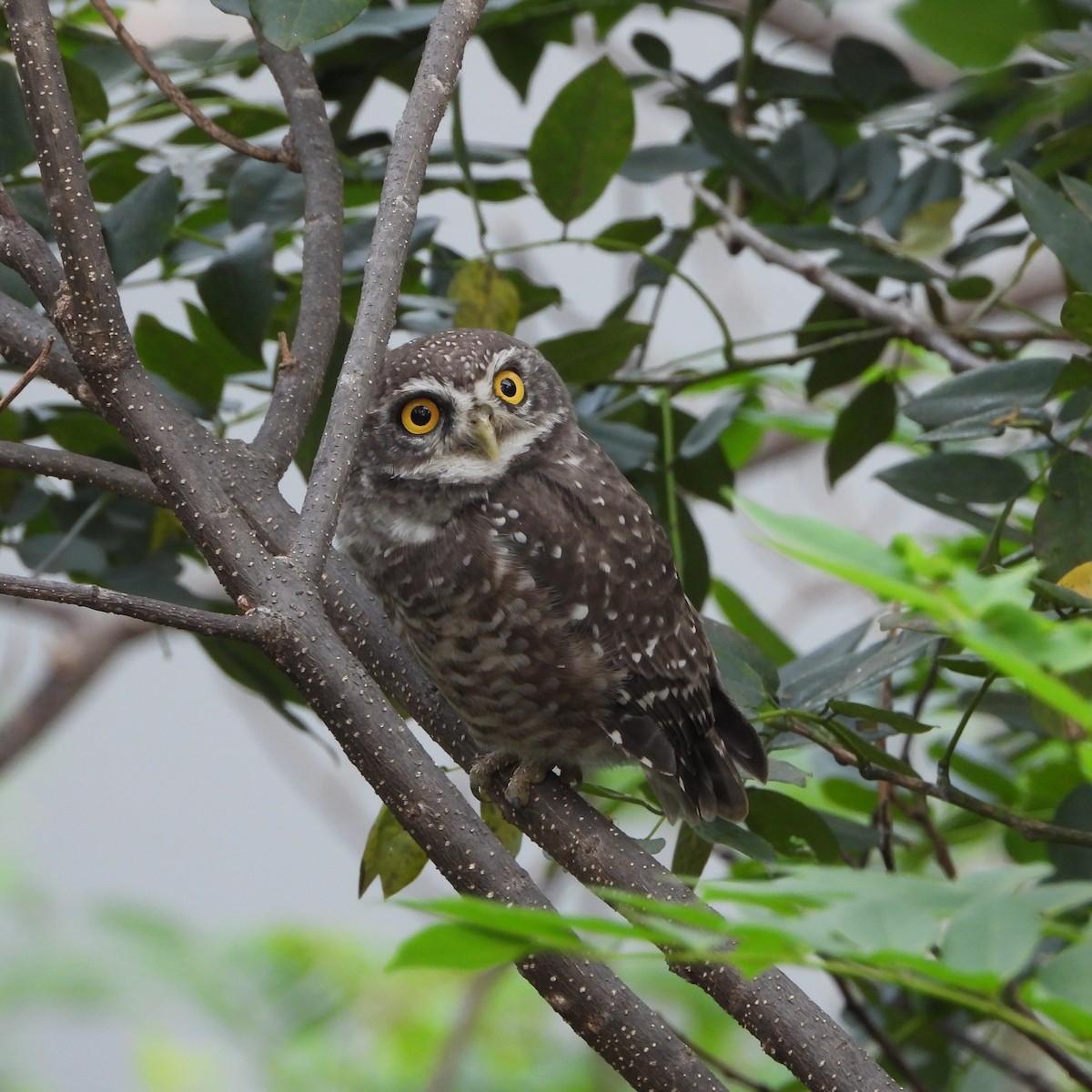 Spotted Owlet - ML643869401