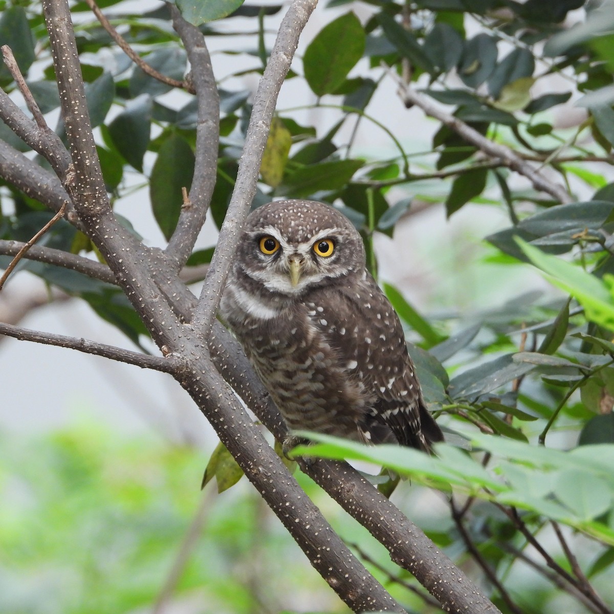 Spotted Owlet - ML643869403