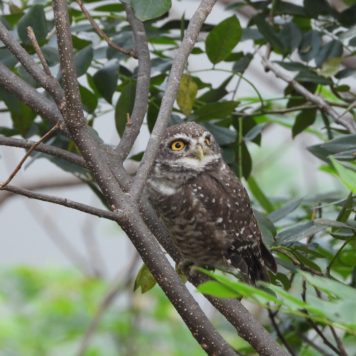 Spotted Owlet - ML643869405