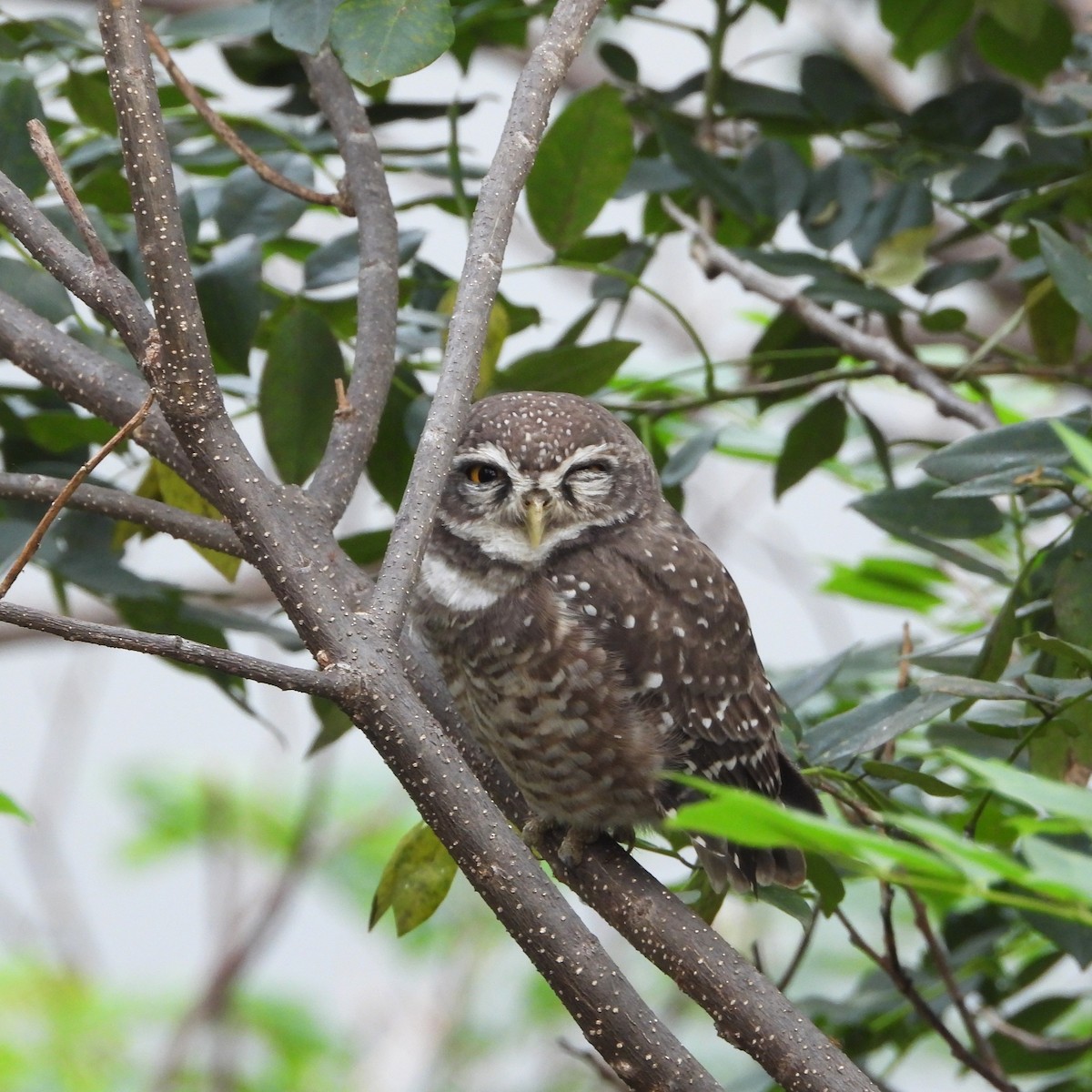Spotted Owlet - ML643869406