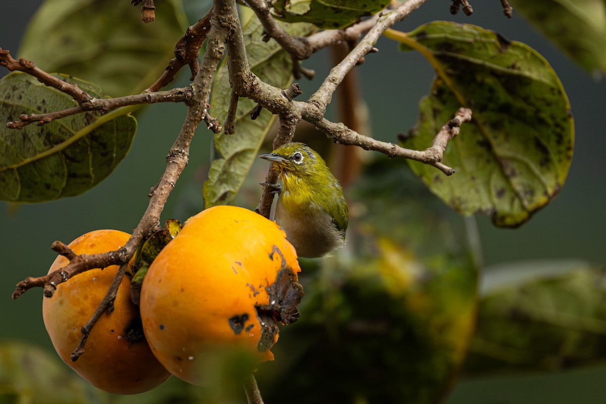 Warbling White-eye - ML643869414