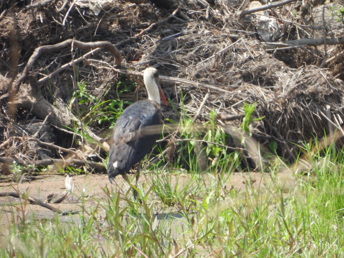 African Woolly-necked Stork - ML643869428