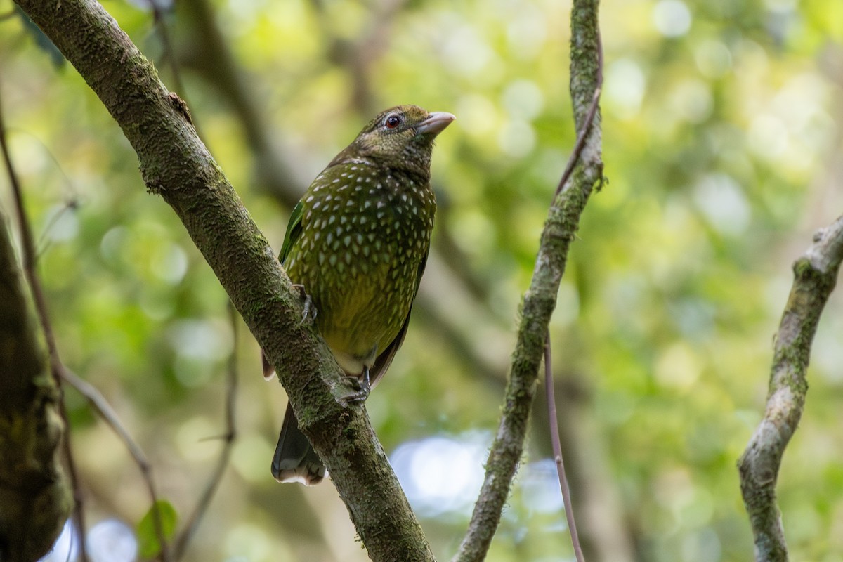 Green Catbird - ML643869442