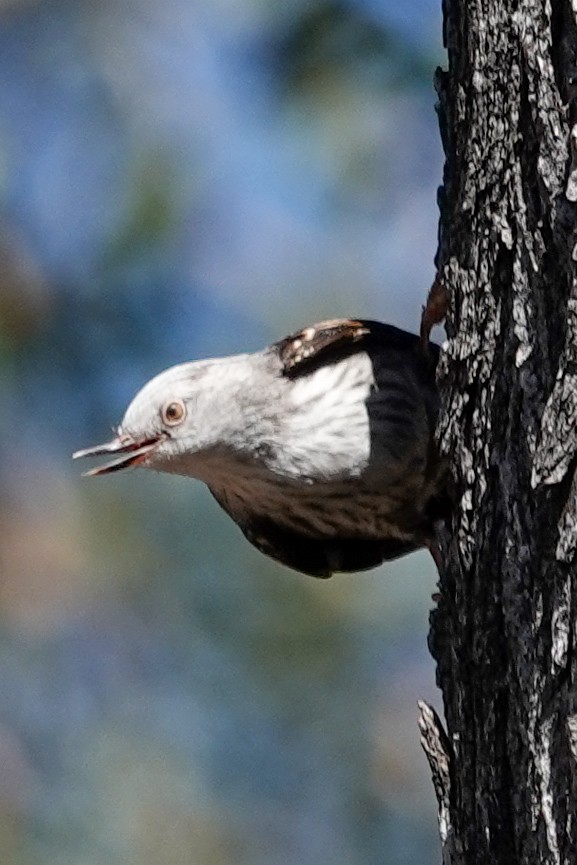 Varied Sittella - ML643869454