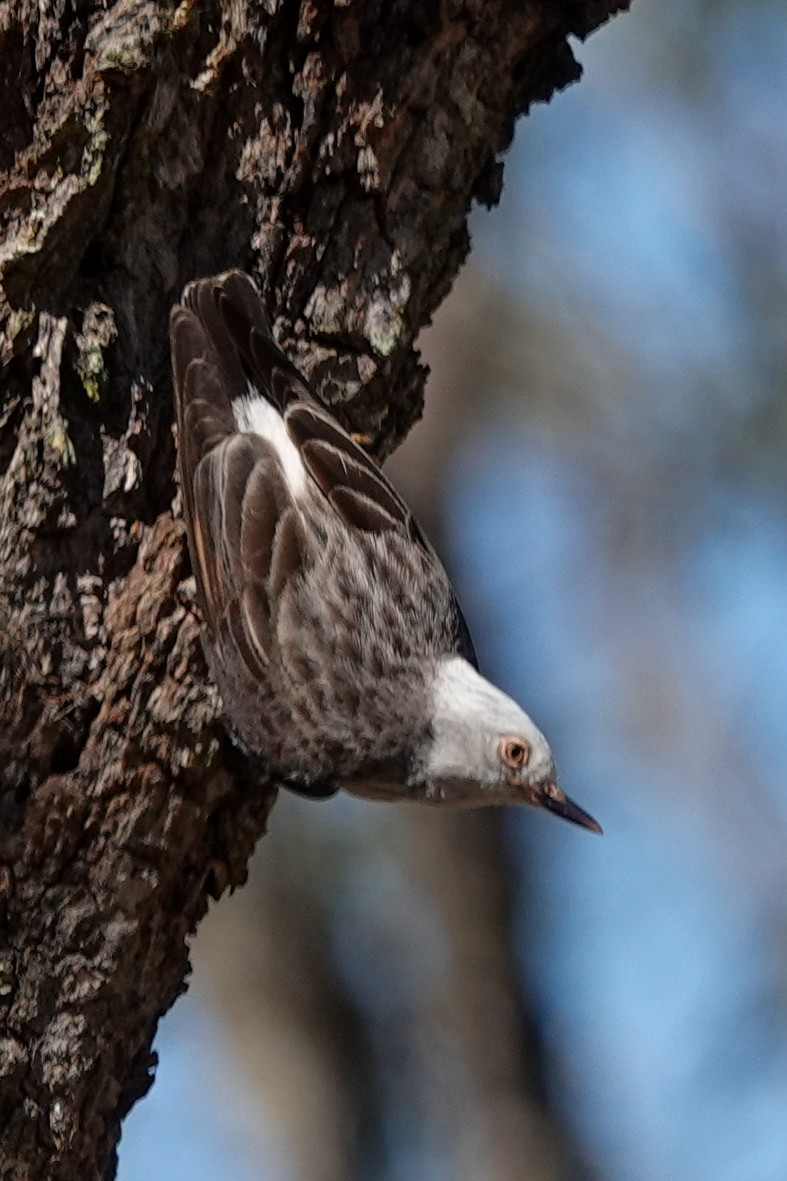 Varied Sittella - ML643869455