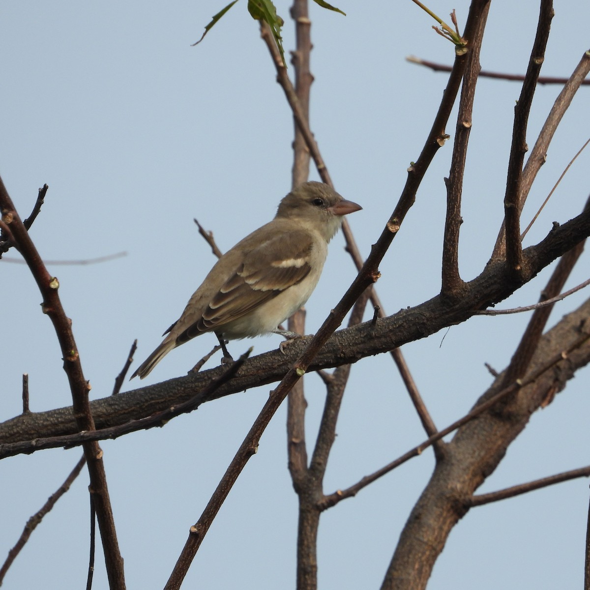 Yellow-throated Sparrow - ML643869459