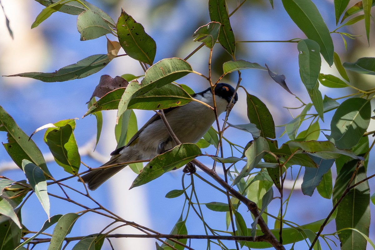 White-naped Honeyeater - ML643869472