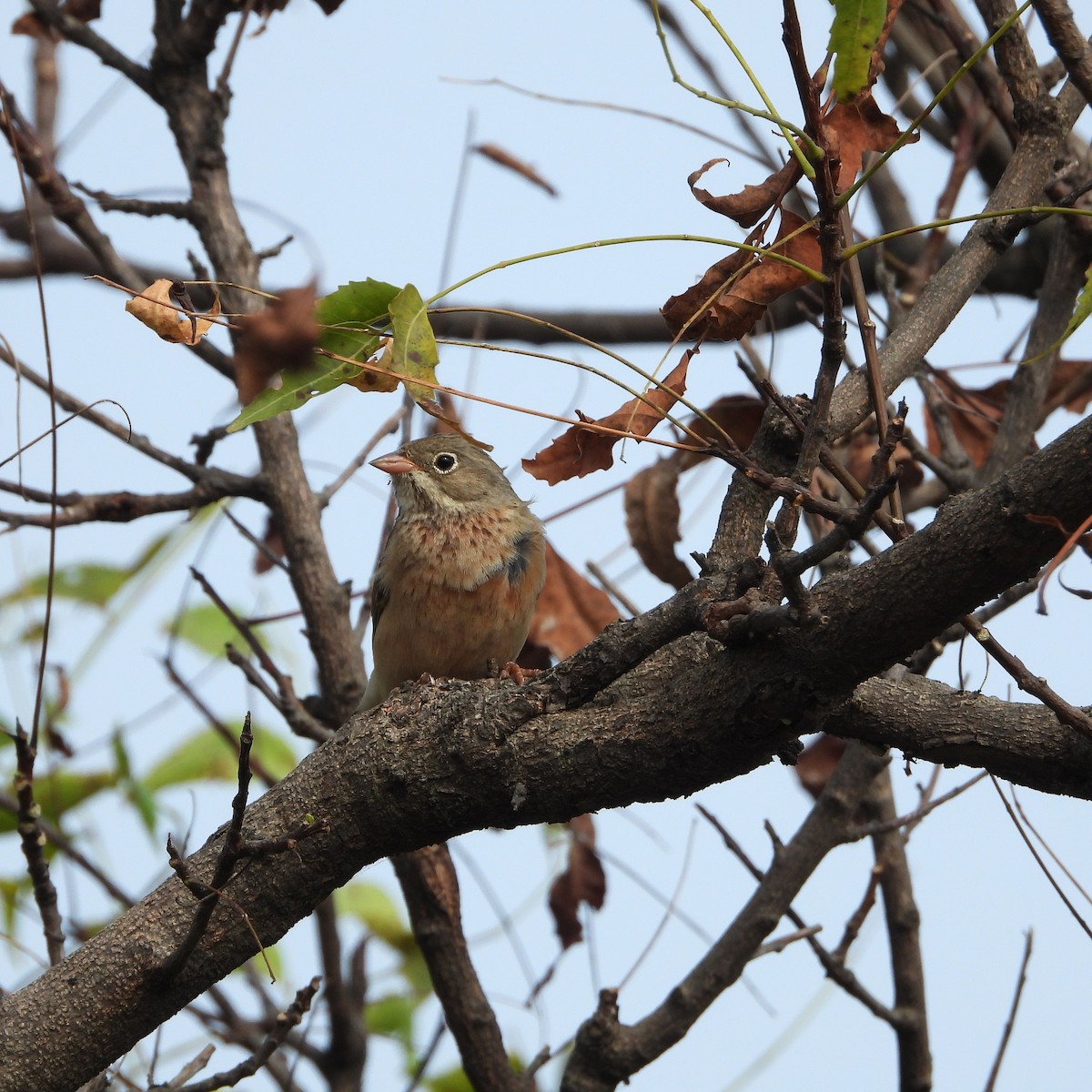 Gray-necked Bunting - ML643869474