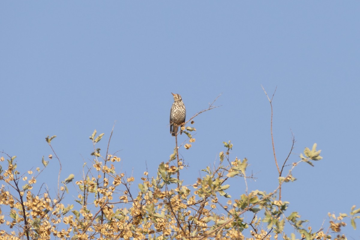 Groundscraper Thrush - ML643869517