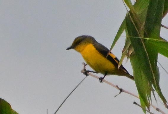 Long-tailed Minivet - ML643869521