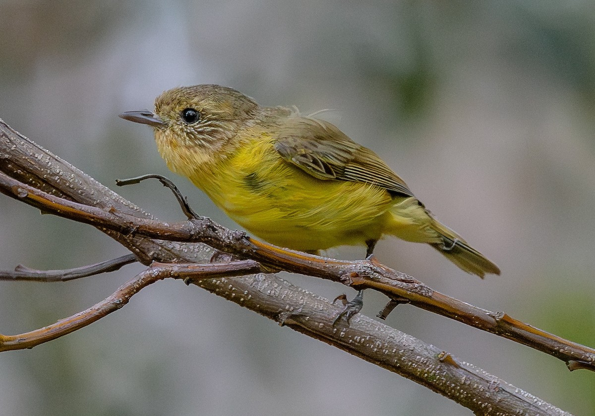 Yellow Thornbill - ML643869523