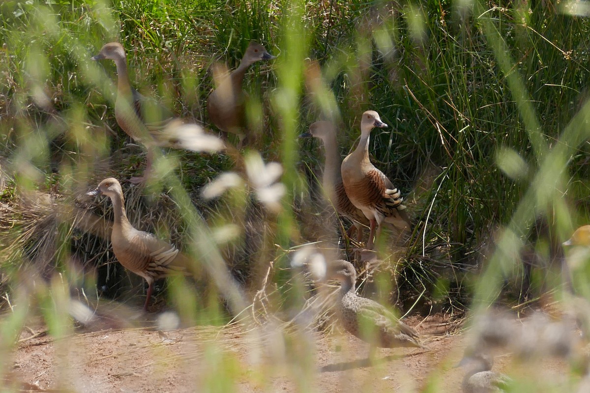 Plumed Whistling-Duck - ML643869528