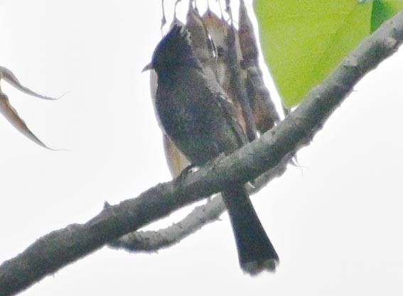 Black Bulbul - ML643869532