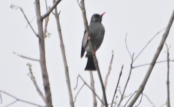 Black Bulbul - ML643869540