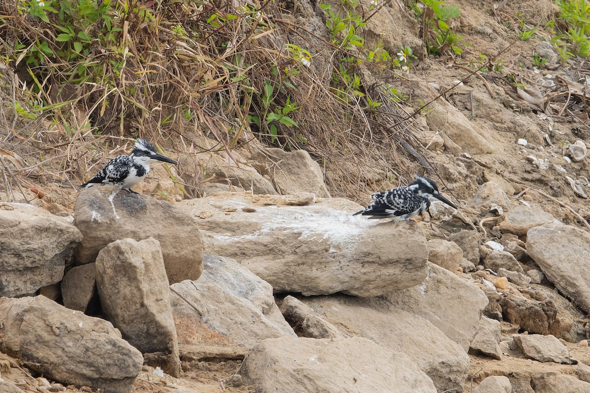 Pied Kingfisher - ML643869541