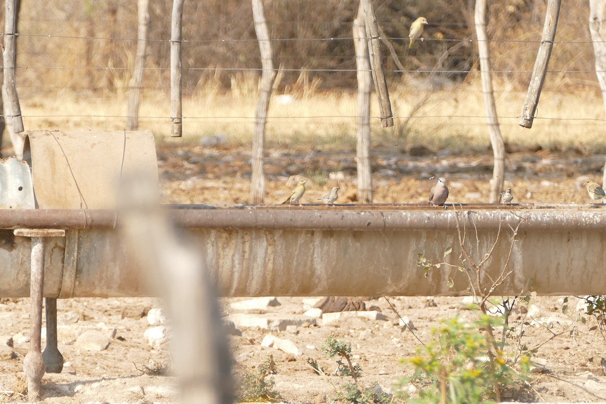 Black-throated Canary - ML643869557