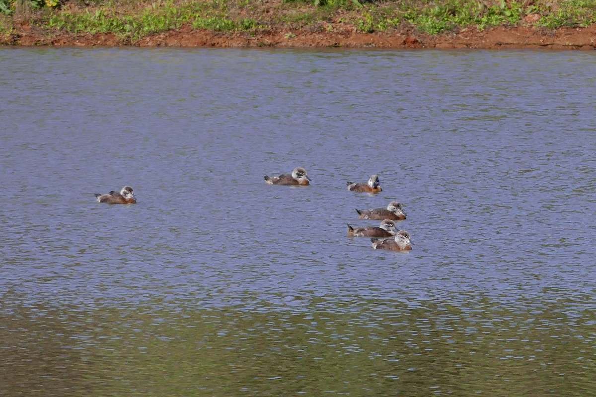 Australian Shelduck - ML643869560