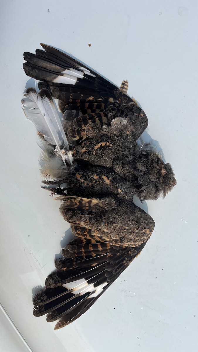 Savanna Nightjar - ML643869577