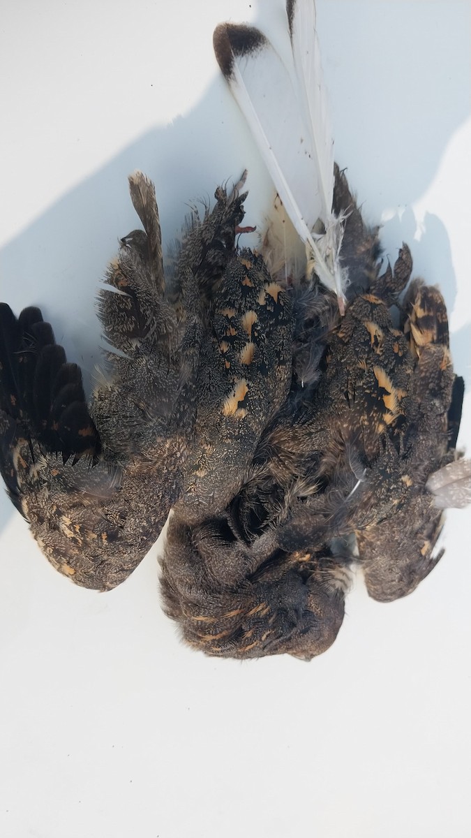 Savanna Nightjar - ML643869579