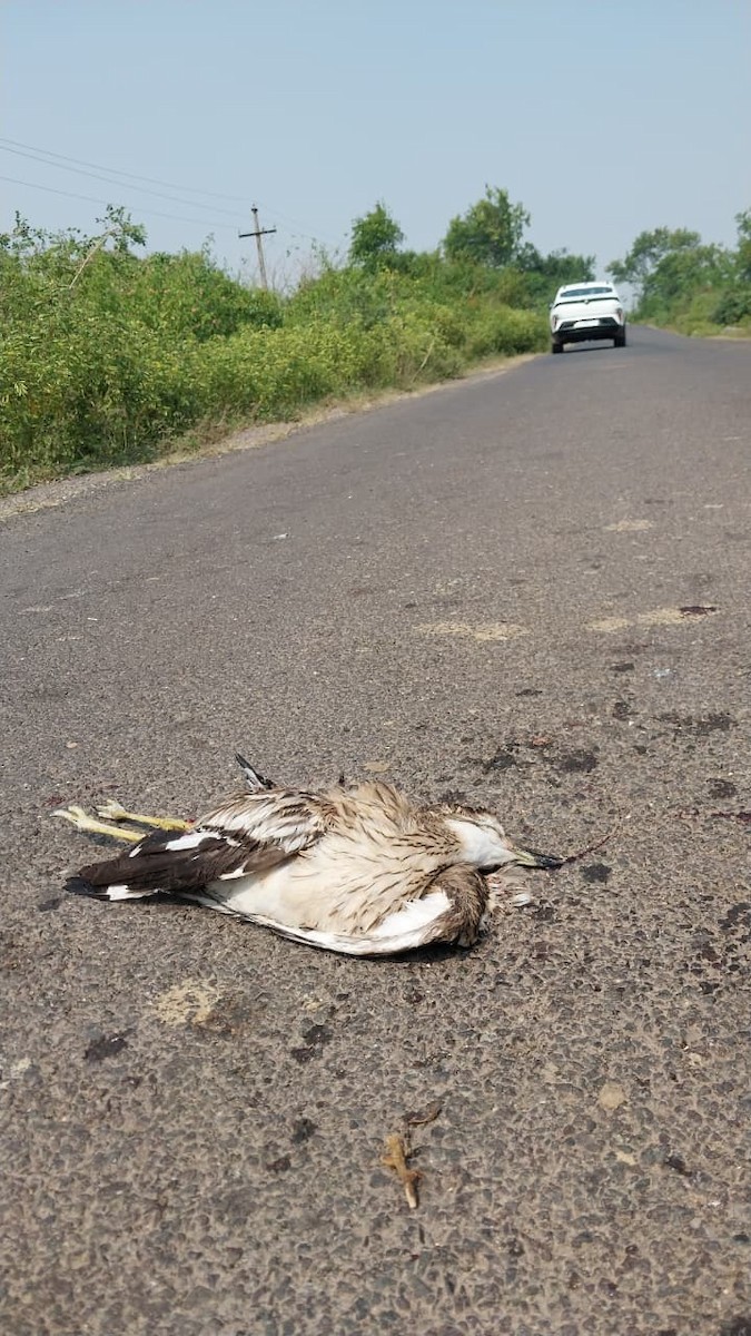 Indian Thick-knee - ML643869589