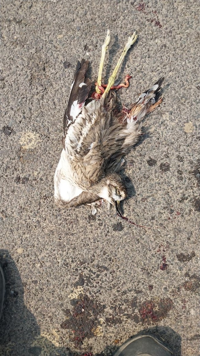 Indian Thick-knee - ML643869590