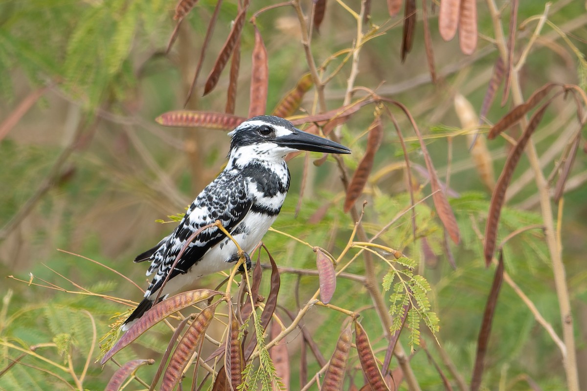 Pied Kingfisher - ML643869609