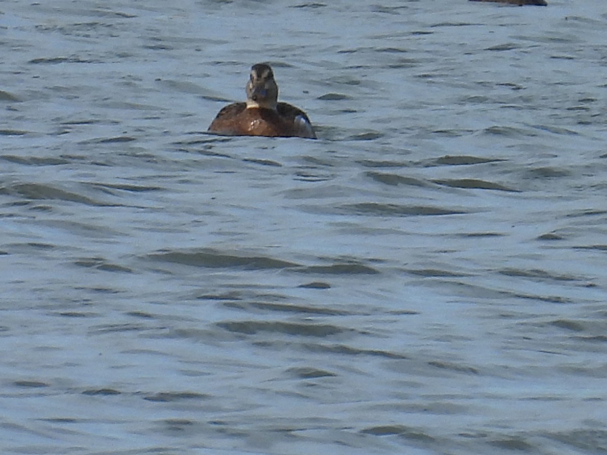duck sp. - ML643869611