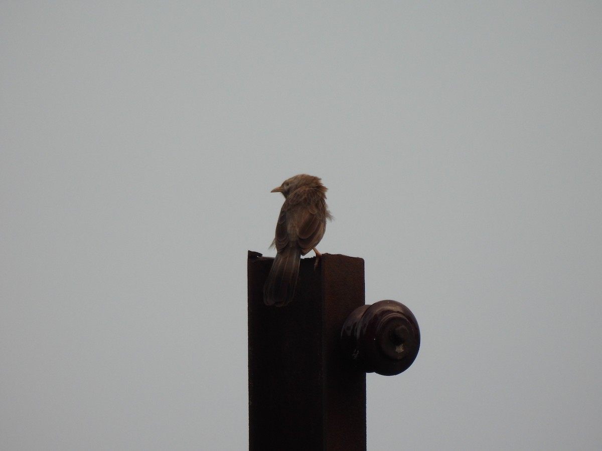 Yellow-billed Babbler - ML643869612
