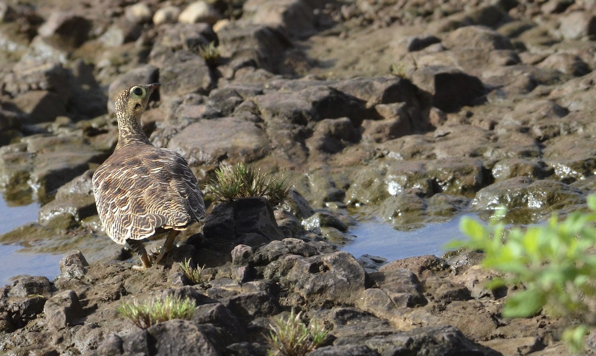 Painted Sandgrouse - ML643869644