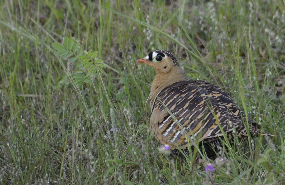 Painted Sandgrouse - ML643869645