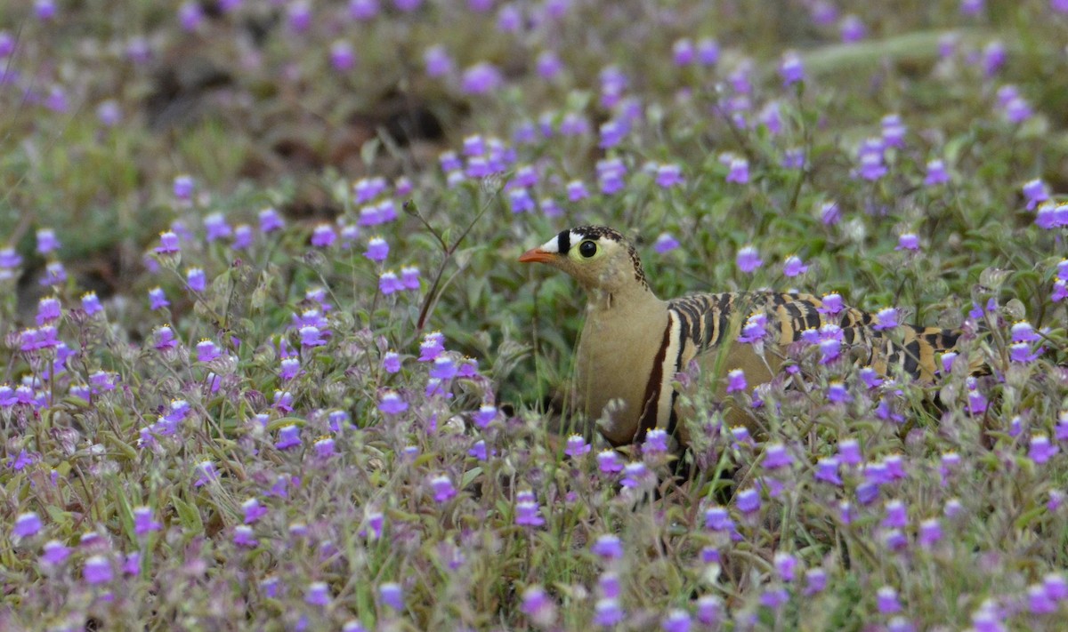 Painted Sandgrouse - ML643869646