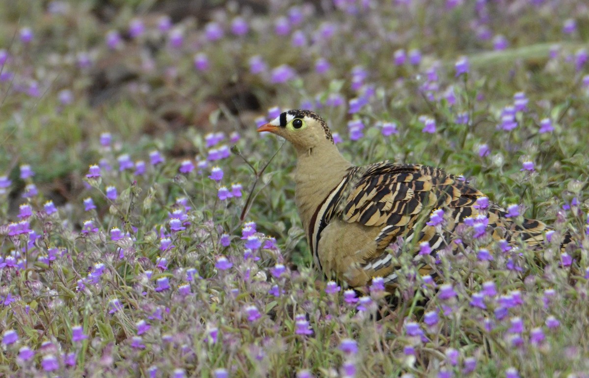 Painted Sandgrouse - ML643869647