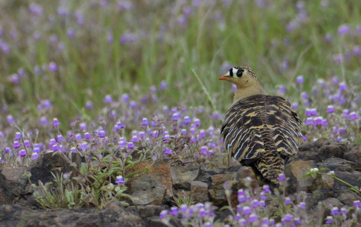 Painted Sandgrouse - ML643869648