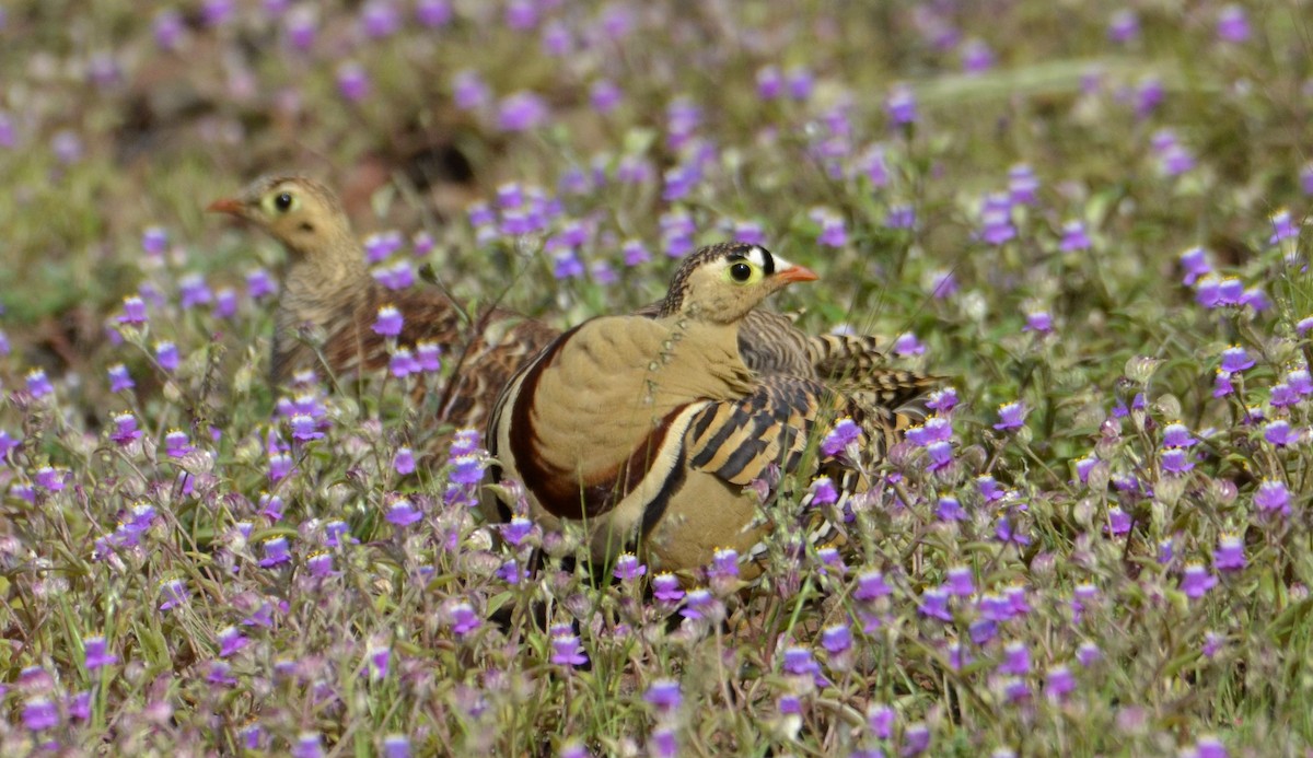 Painted Sandgrouse - ML643869649
