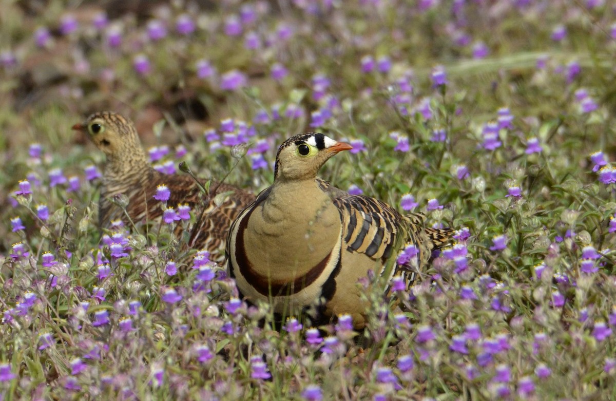 Painted Sandgrouse - ML643869650