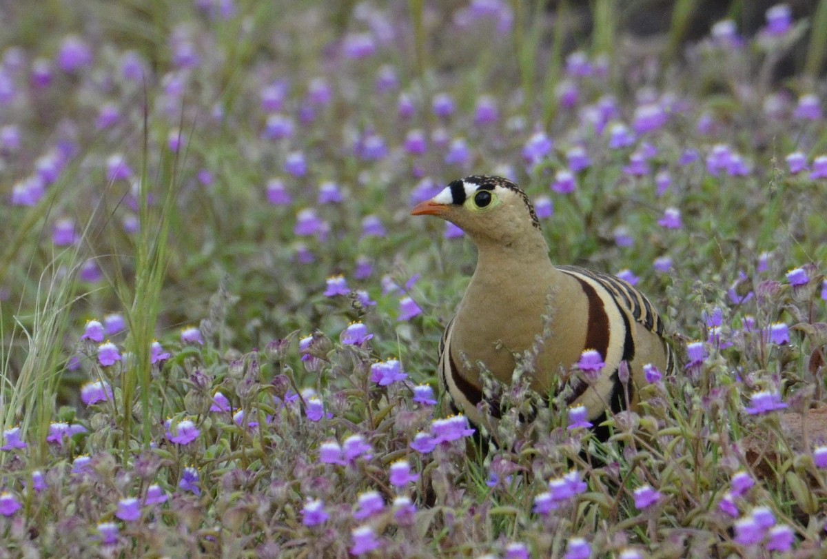 Painted Sandgrouse - ML643869651
