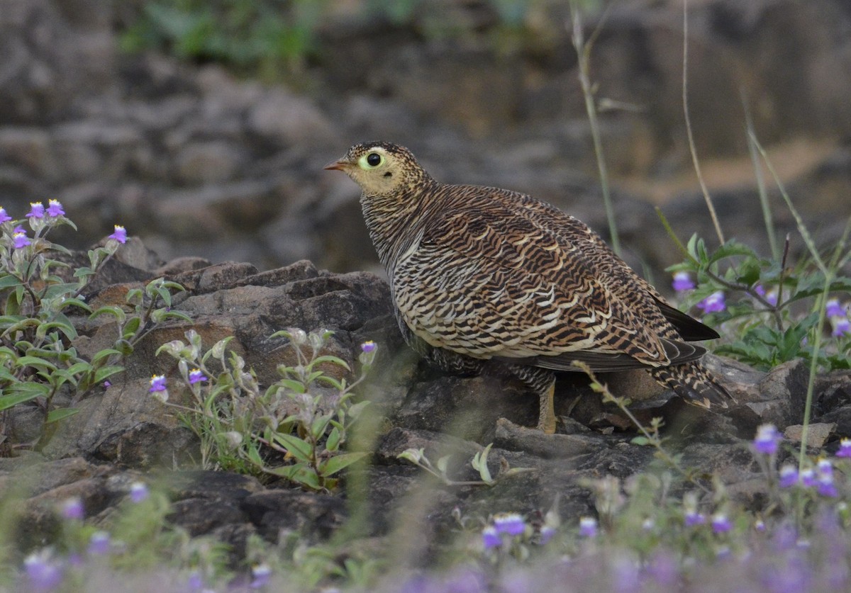 Painted Sandgrouse - ML643869652