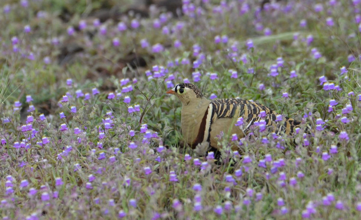 Painted Sandgrouse - ML643869653