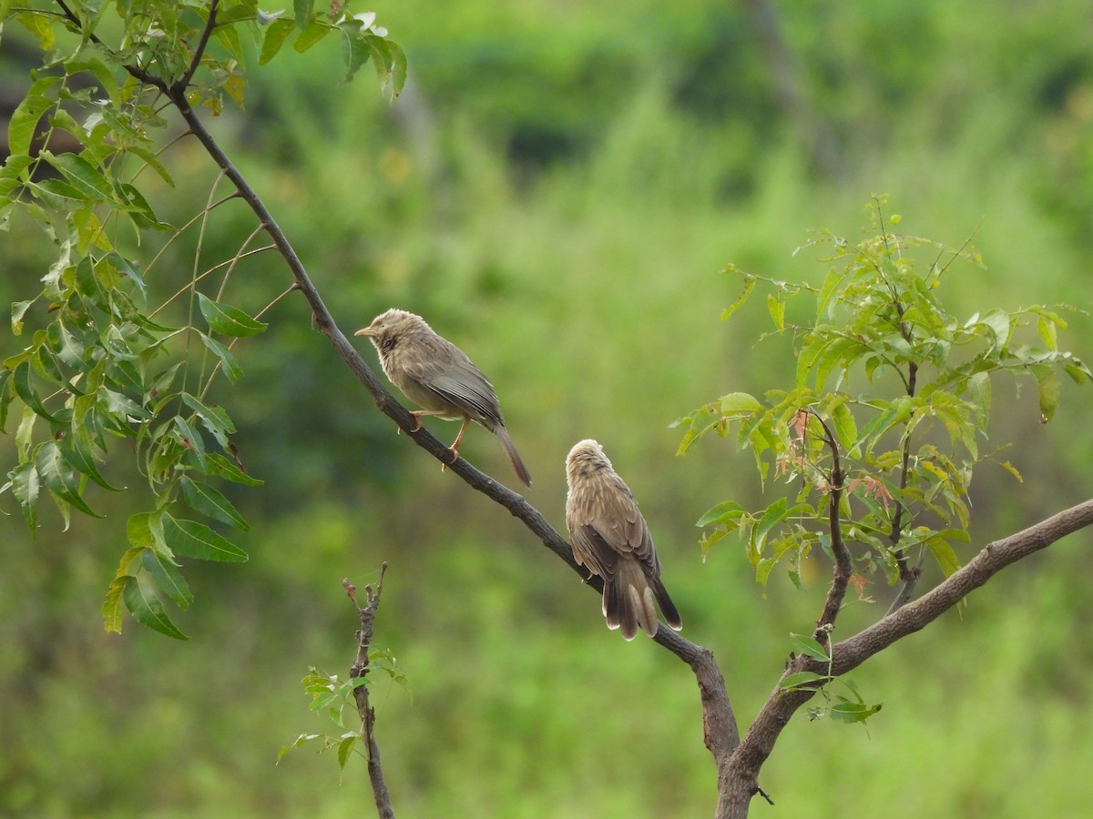 Yellow-billed Babbler - ML643869657
