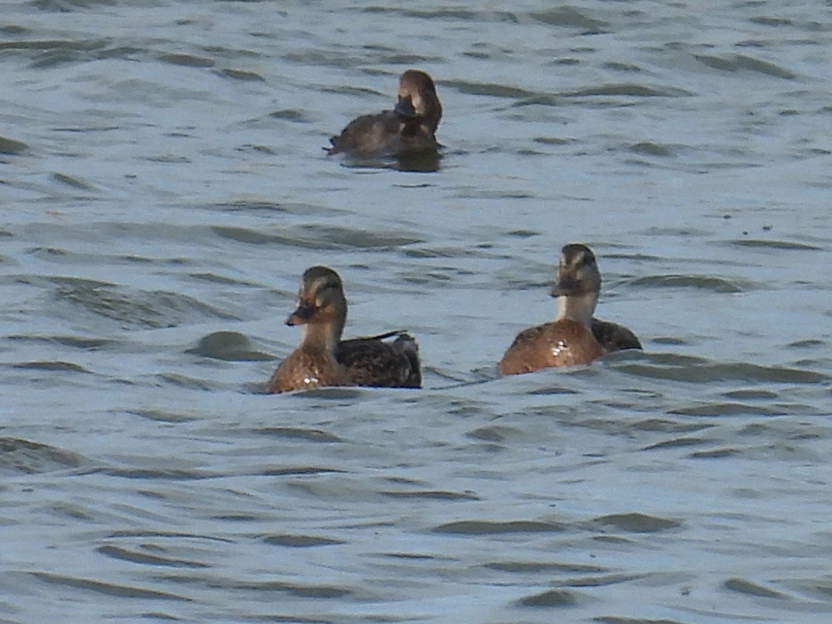 duck sp. - ML643869671