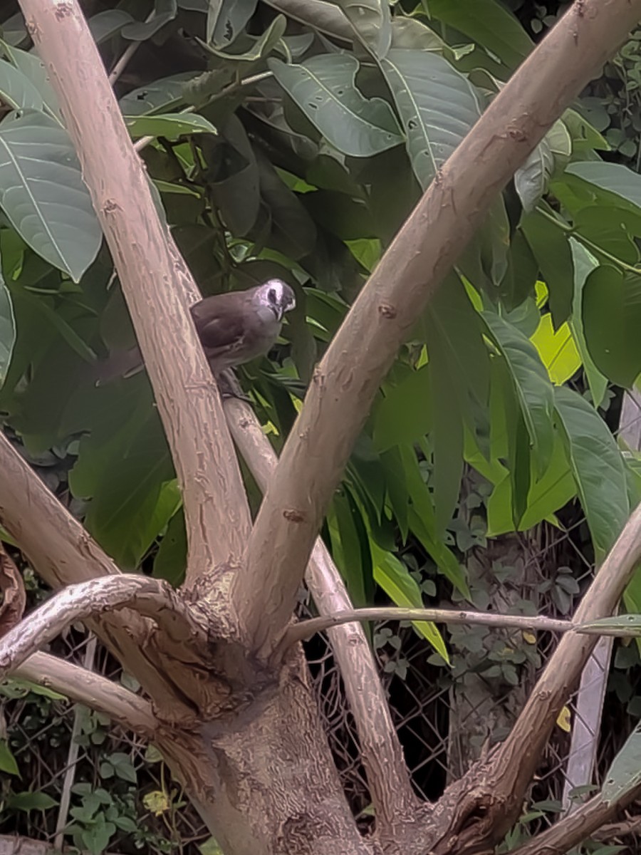 Yellow-vented Bulbul - ML643869685
