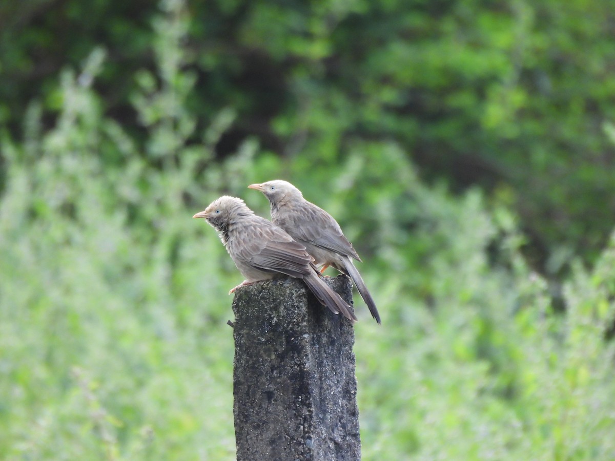 Yellow-billed Babbler - ML643869686