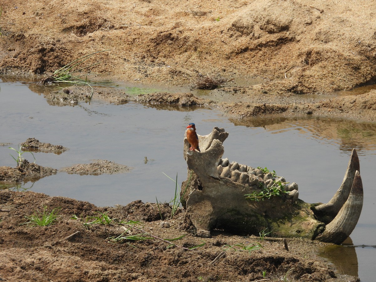Malachite Kingfisher - ML643869689