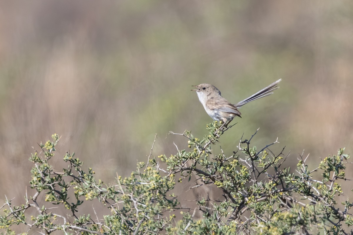 White-winged Fairywren - ML643869700